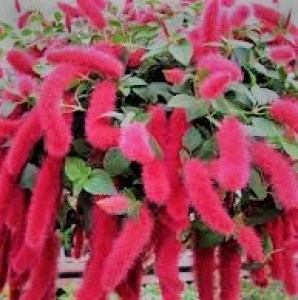 Без названия0,0_300x300